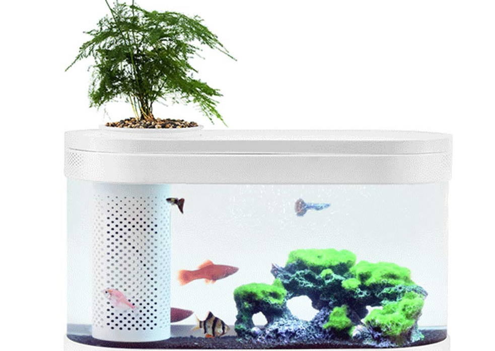自制永不换水生态鱼缸要注意些什么?