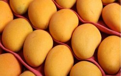 <strong>芒果园采摘后的管理要点</strong>