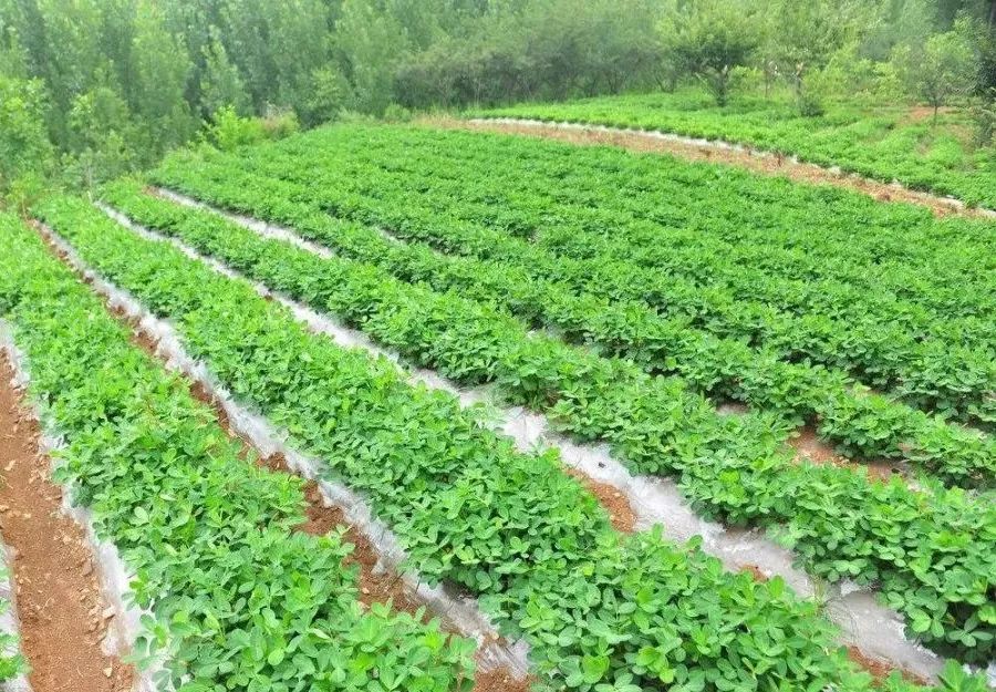 花生田常用的三种除草方法