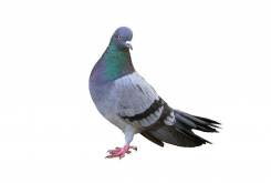 <strong>鸽子好养殖吗？有什么特点？</strong>