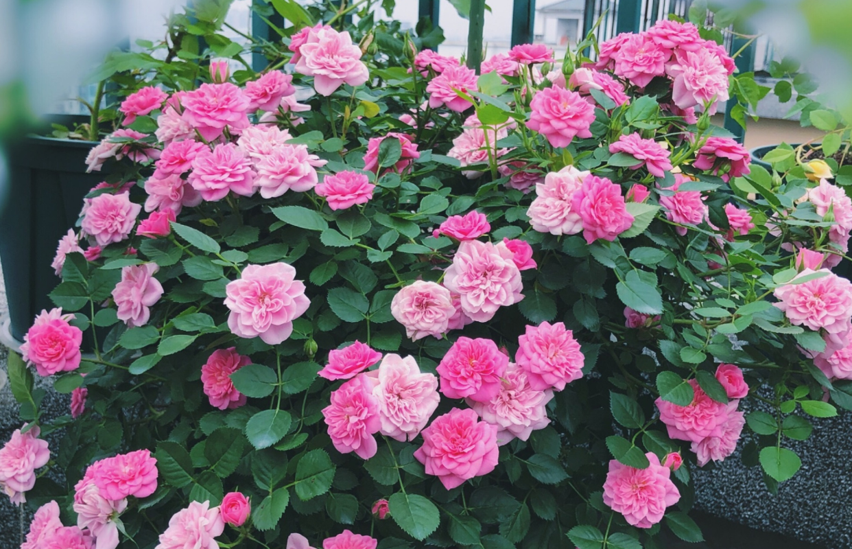 如何在阳台上种植月季?