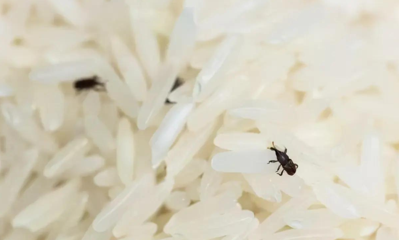 大米长黑虫是什么原因？