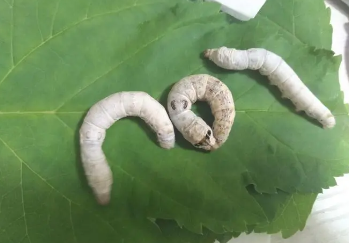 如何养蚕?蚕有哪些经济价值?