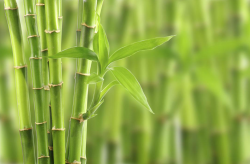 <strong>适合在家中种植的竹子有哪些？</strong>
