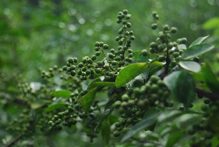 花椒如何栽植能高产?