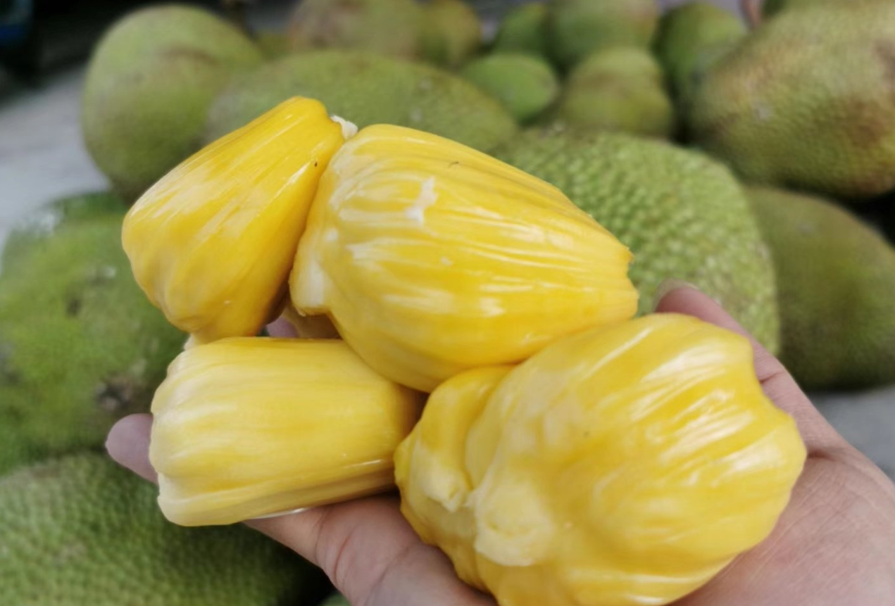 菠萝蜜树在北方能种吗?