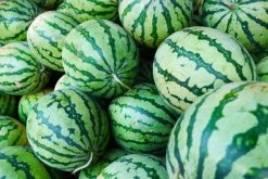 <strong>西瓜怎么种植长势好？高产西瓜种植注意要点</strong>