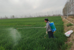 <strong>小麦除草剂使用禁忌</strong>