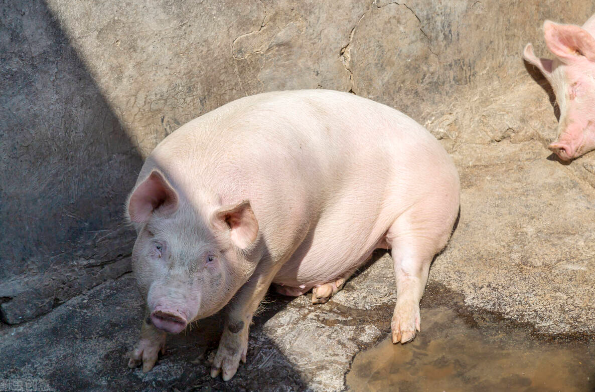 寒暑季节养育肥猪要注意哪些？