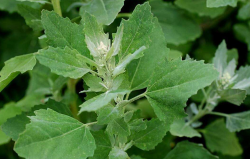 <strong>灰菜是什么植物？可以做猪饲料吗？</strong>