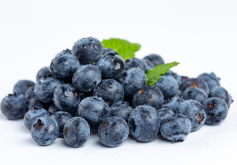 蓝莓种植时间和繁殖方法