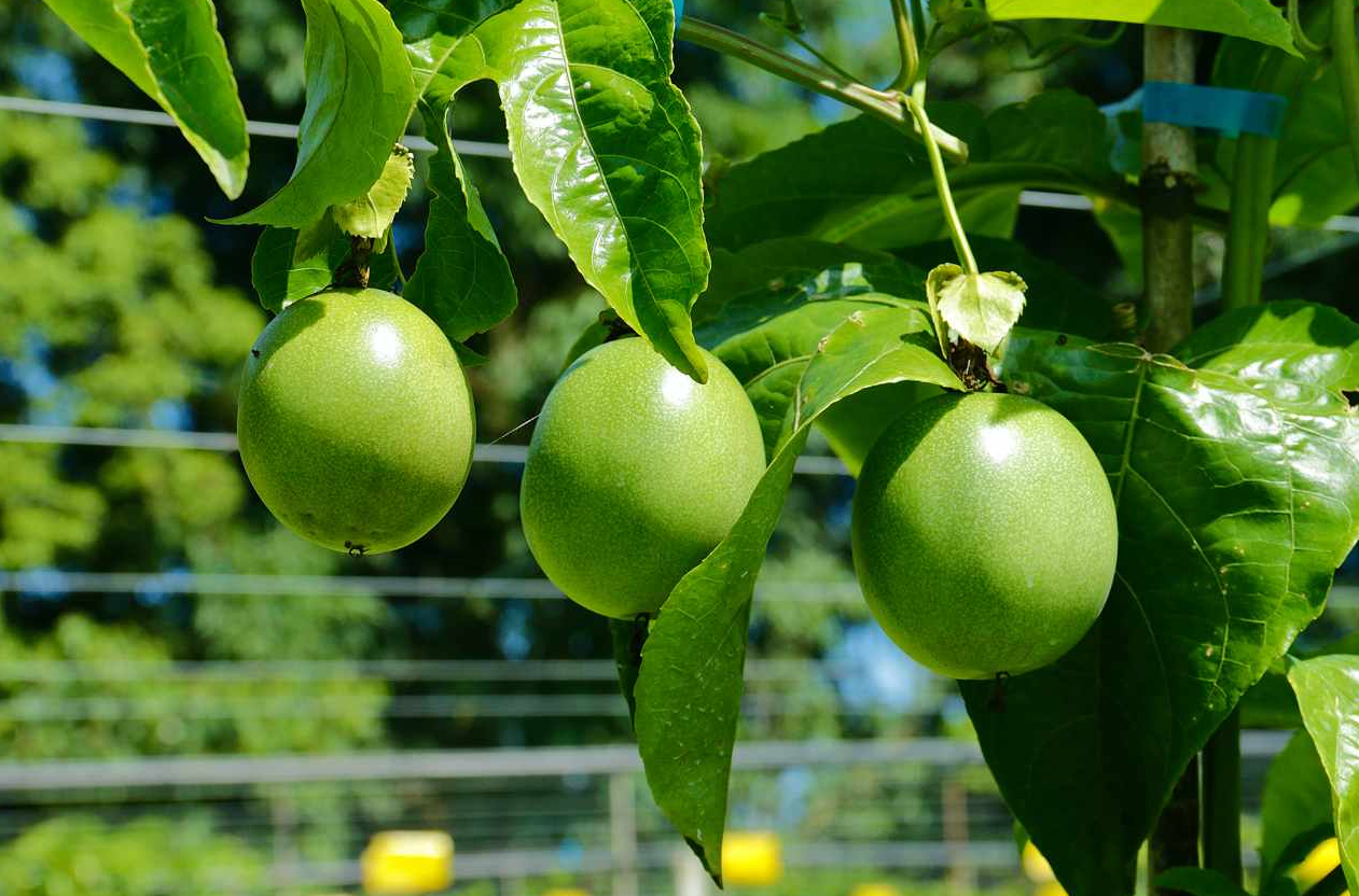 种植百香果为什么要搭架？