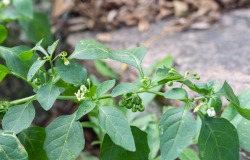 <strong>葵菜是什么蔬菜？有哪些特点？</strong>