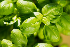 <strong>4月露地种植叶类菜要注意什么？</strong>