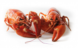 <strong>养殖澳洲龙虾的饲料有几种？</strong>