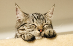 <strong>猫发情时都有什么表现？</strong>