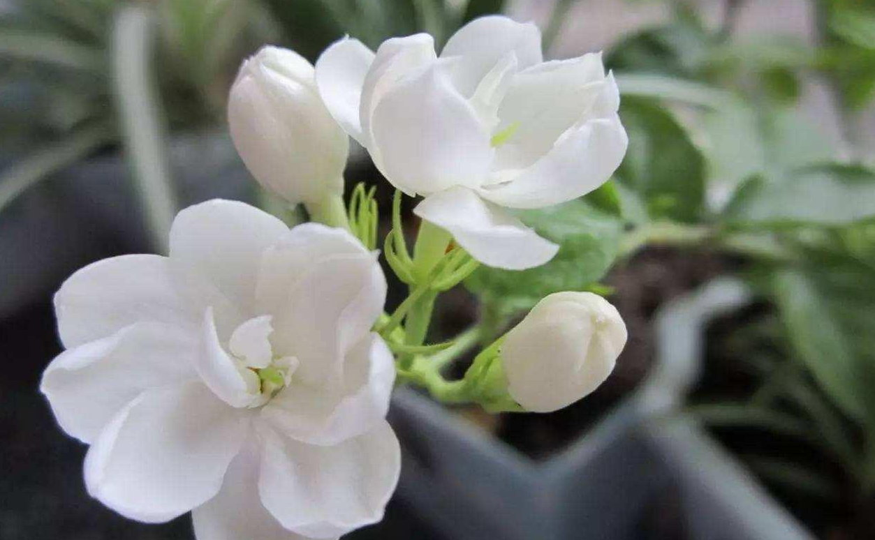我国茉莉花四大产区分别是哪里?