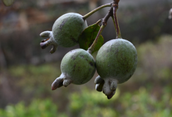 <strong> 菲油果怎么授粉？</strong>