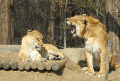 <strong>五种杂交猛兽，这种动物的基因缺陷</strong>