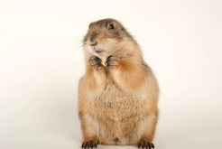 <strong>marmot美鼠和国鼠的区别</strong>