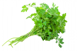<strong>香菜盆栽种植的方法</strong>