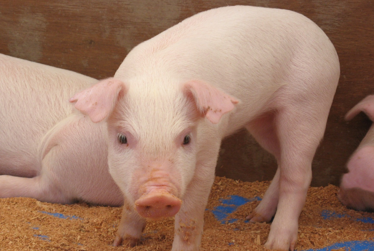 一般养猪是亏还是赚？