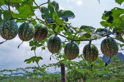 <strong>吊瓜的种植栽培要点</strong>