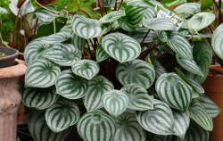 <strong>西瓜皮椒草的种植方法及注意事项</strong>