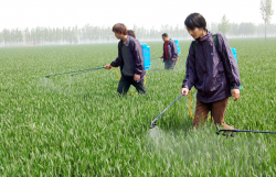 <strong>几种常见农药安全间隔期</strong>