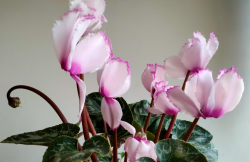 <strong>仙客来的种植技术和注意事项</strong>