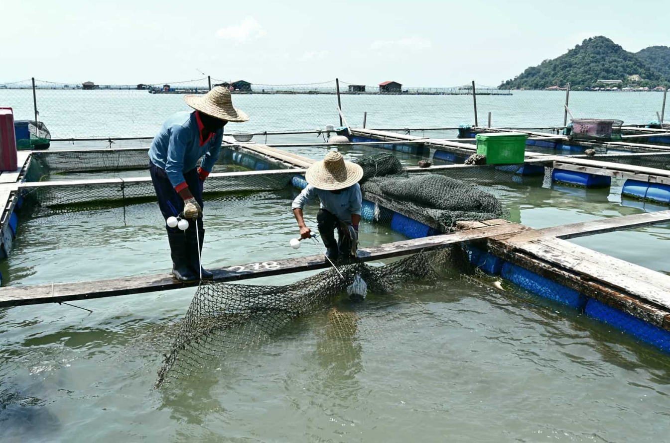 水产养殖中常见的解毒药品