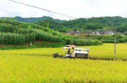 <strong>节水抗旱稻旱种旱管配套栽培技术</strong>