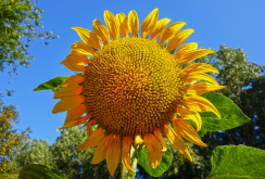 <strong>葵花种植时间和方法</strong>