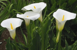 <strong>马蹄莲的种植方法介绍</strong>