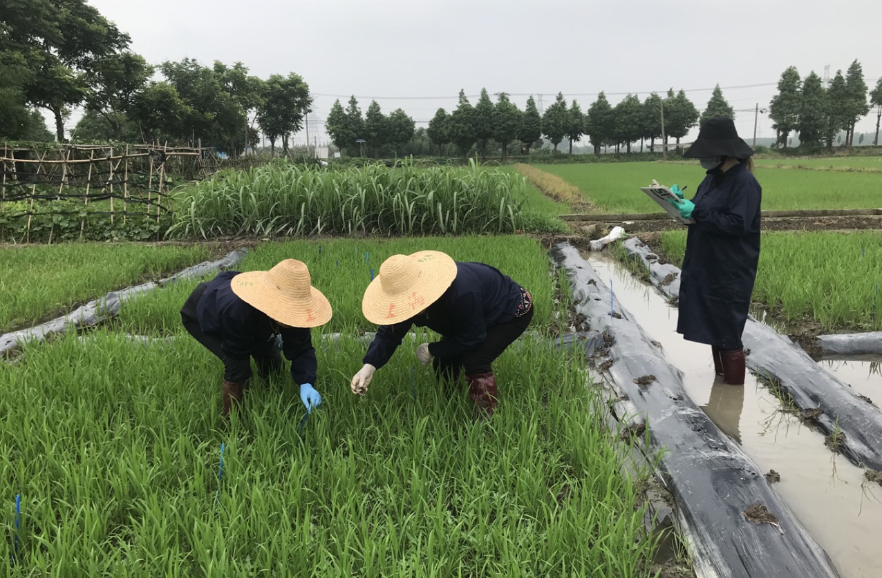 甲维茚虫威适用于哪些农作物？