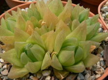 <strong>水晶掌多肉种植方法</strong>