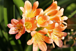 <strong>香雪兰的种植方法及注意事项</strong>