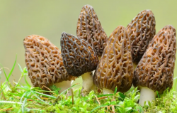 <strong>羊肚菌种植技术和脱袋栽培技术</strong>