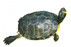 <strong>乌龟吃蚊子幼虫吗？</strong>
