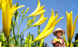 <strong>黄花菜特点和种植技术介绍</strong>