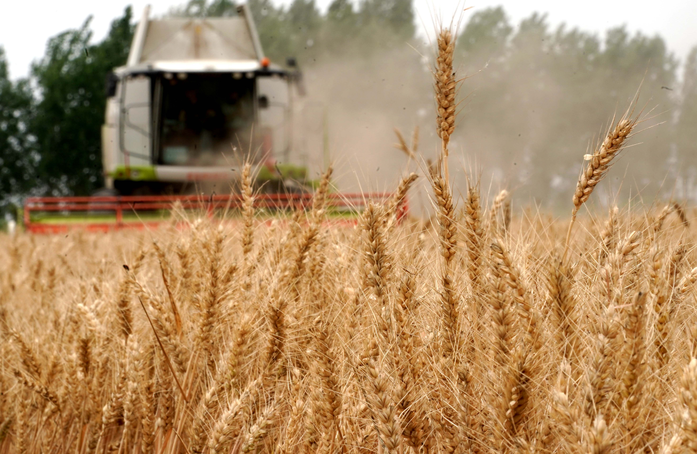 小麦施底肥的重要性