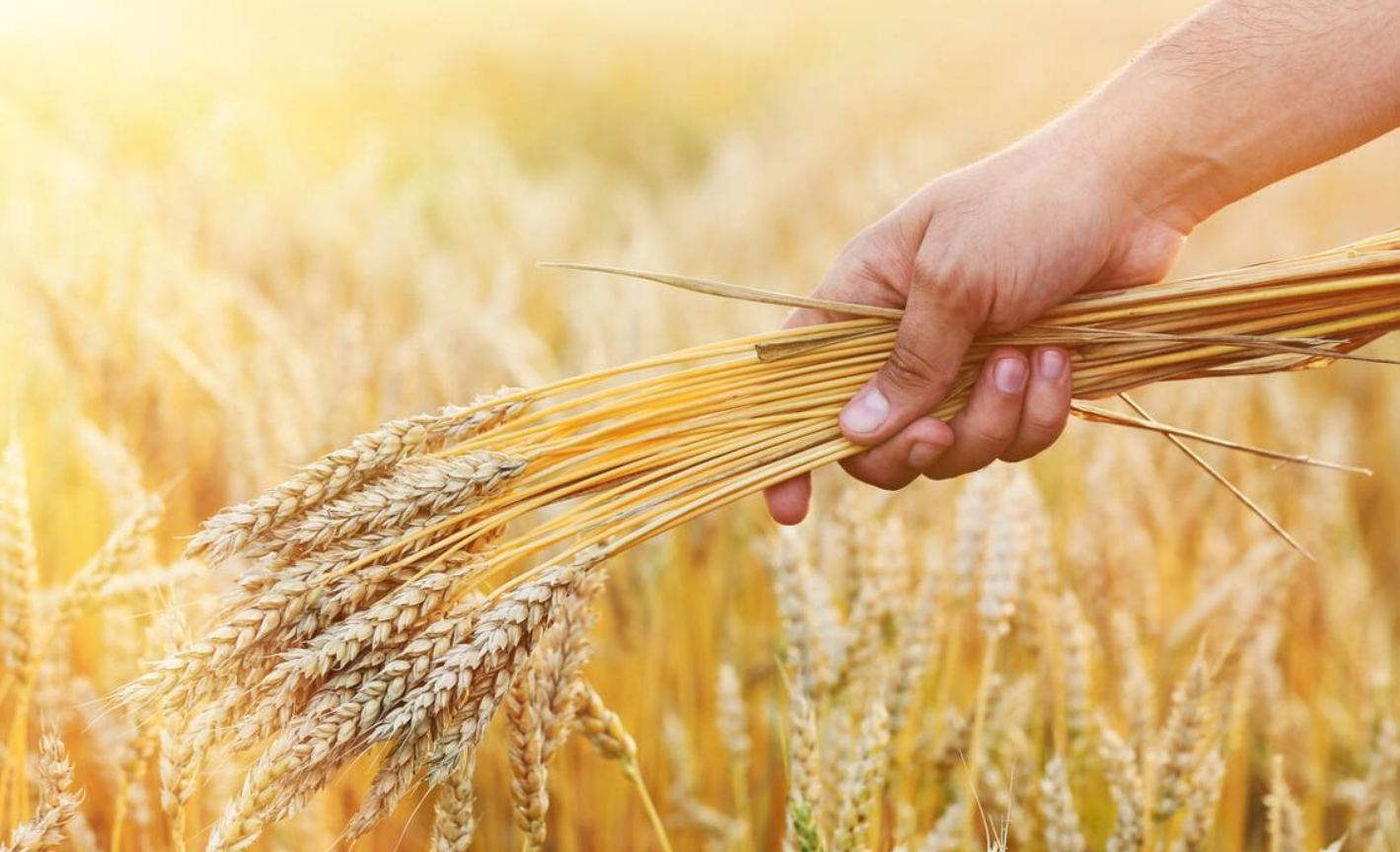 中麦578小麦品种介绍