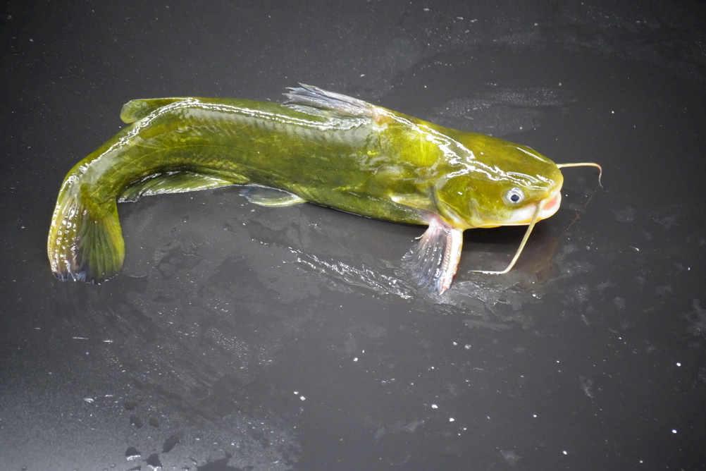 黄辣丁鱼的养殖条件和技术