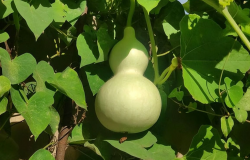 <strong>葫芦种植时间和方法讲解</strong>
