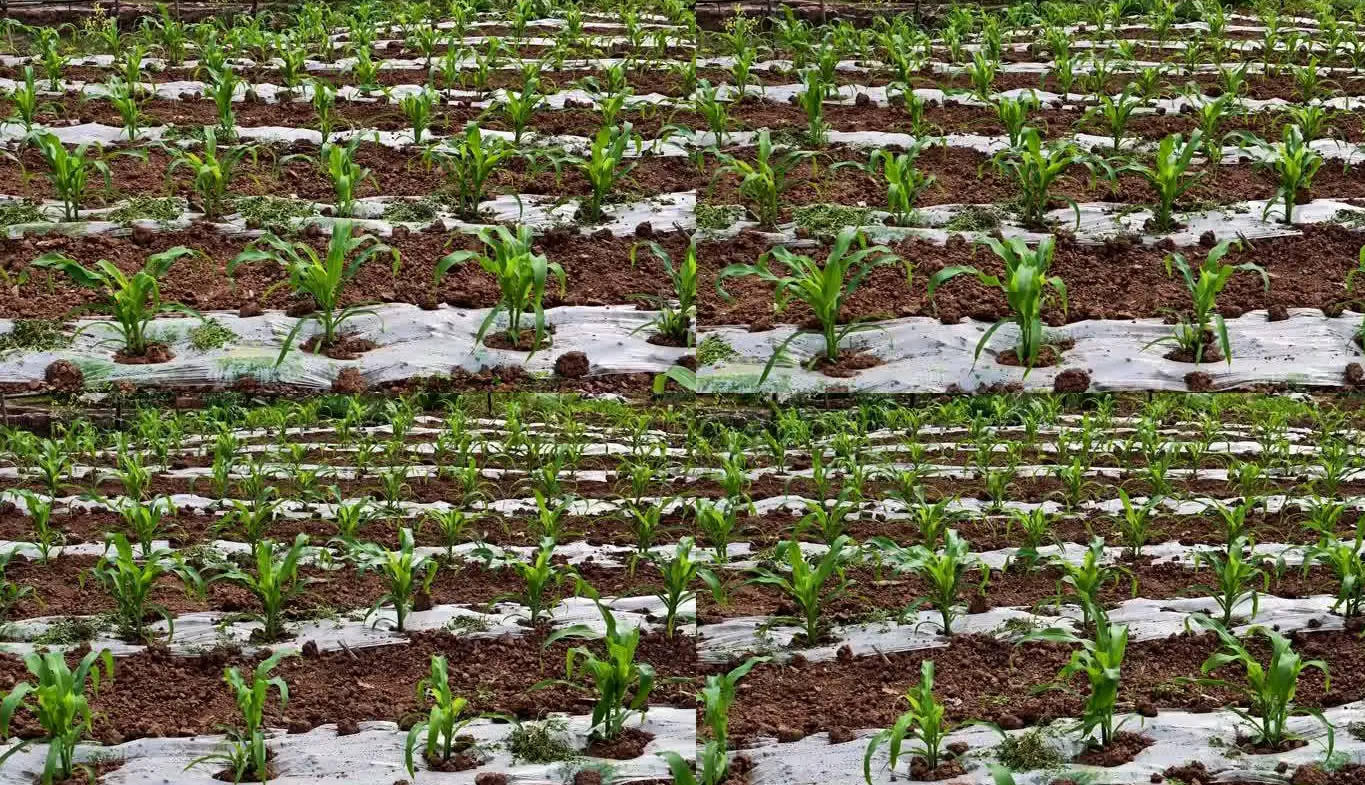 玉米地膜覆盖种植技术要点