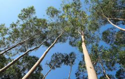 <strong>桉树种植一般多少米x多少米？</strong>