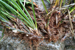 <strong>石菖蒲种植一亩地需要多少苗？</strong>