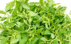 <strong>荆芥的种植方法和时间讲解</strong>
