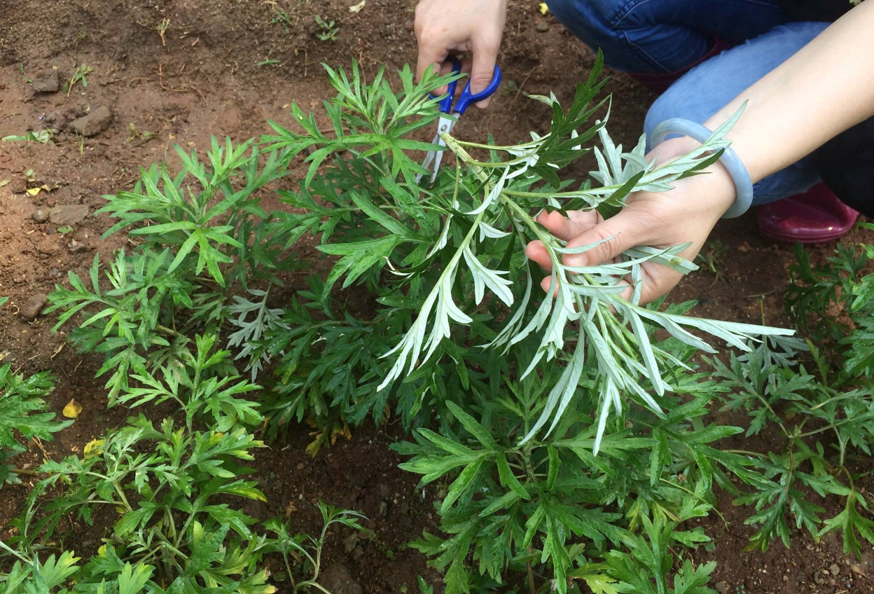 阳台种艾草的驱蚊效果怎么样？