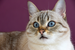 <strong>猫驱虫多久驱一次？</strong>